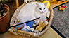 RWS-DEV - Joy Bildergalerie KI