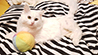 RWS-DEV - Joy Bildergalerie KI
