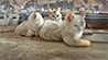 RWS-DEV - Joy Bildergalerie KI
