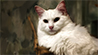 RWS-DEV - Joy Bildergalerie KI