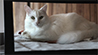 RWS-DEV - Joy Bildergalerie KI