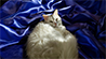RWS-DEV - Joy Bildergalerie KI
