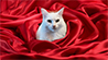 RWS-DEV - Joy Bildergalerie KI