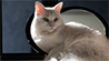 RWS-DEV - Joy Bildergalerie KI
