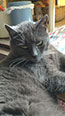 Web-Complett - Max Bildergalerie