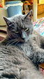 Web-Complett - Max Bildergalerie
