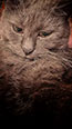 Web-Complett - Max Bildergalerie