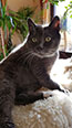 Web-Complett - Max Bildergalerie