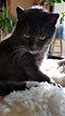 Web-Complett - Max Bildergalerie