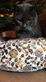 Web-Complett - Max Bildergalerie