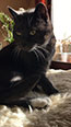 Web-Complett - Max Bildergalerie