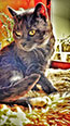 Web-Complett - Max Bildergalerie