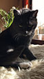 Web-Complett - Max Bildergalerie