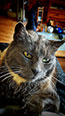 Web-Complett - Max Bildergalerie