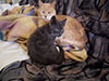 Web-Complett - Max Bildergalerie