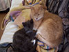 Web-Complett - Max Bildergalerie