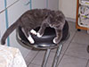 Web-Complett - Max Bildergalerie