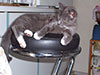 Web-Complett - Max Bildergalerie
