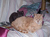 Web-Complett - Max Bildergalerie