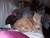 Web-Complett - Max Bildergalerie