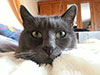 Web-Complett - Max Bildergalerie