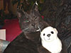 Web-Complett - Max Bildergalerie