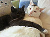 Web-Complett - Max Bildergalerie