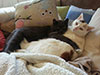 Web-Complett - Max Bildergalerie