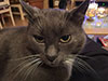 Web-Complett - Max Bildergalerie