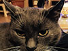 Web-Complett - Max Bildergalerie