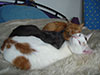 Web-Complett - Max Bildergalerie
