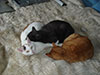 Web-Complett - Max Bildergalerie
