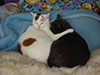 Web-Complett - Max Bildergalerie