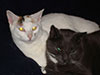 Web-Complett - Max Bildergalerie
