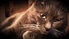 Web-Complett - Max Bildergalerie