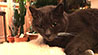 Web-Complett - Max Bildergalerie