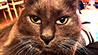 Web-Complett - Max Bildergalerie
