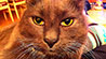 Web-Complett - Max Bildergalerie
