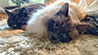 Web-Complett - Max Bildergalerie