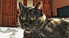 Web-Complett - Max Bildergalerie