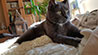 Web-Complett - Max Bildergalerie