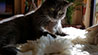 Web-Complett - Max Bildergalerie
