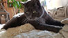 Web-Complett - Max Bildergalerie