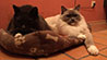 Web-Complett - Max Bildergalerie
