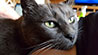 Web-Complett - Max Bildergalerie